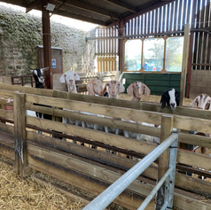 Maternity Ward