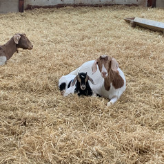 Bonny and Clyde