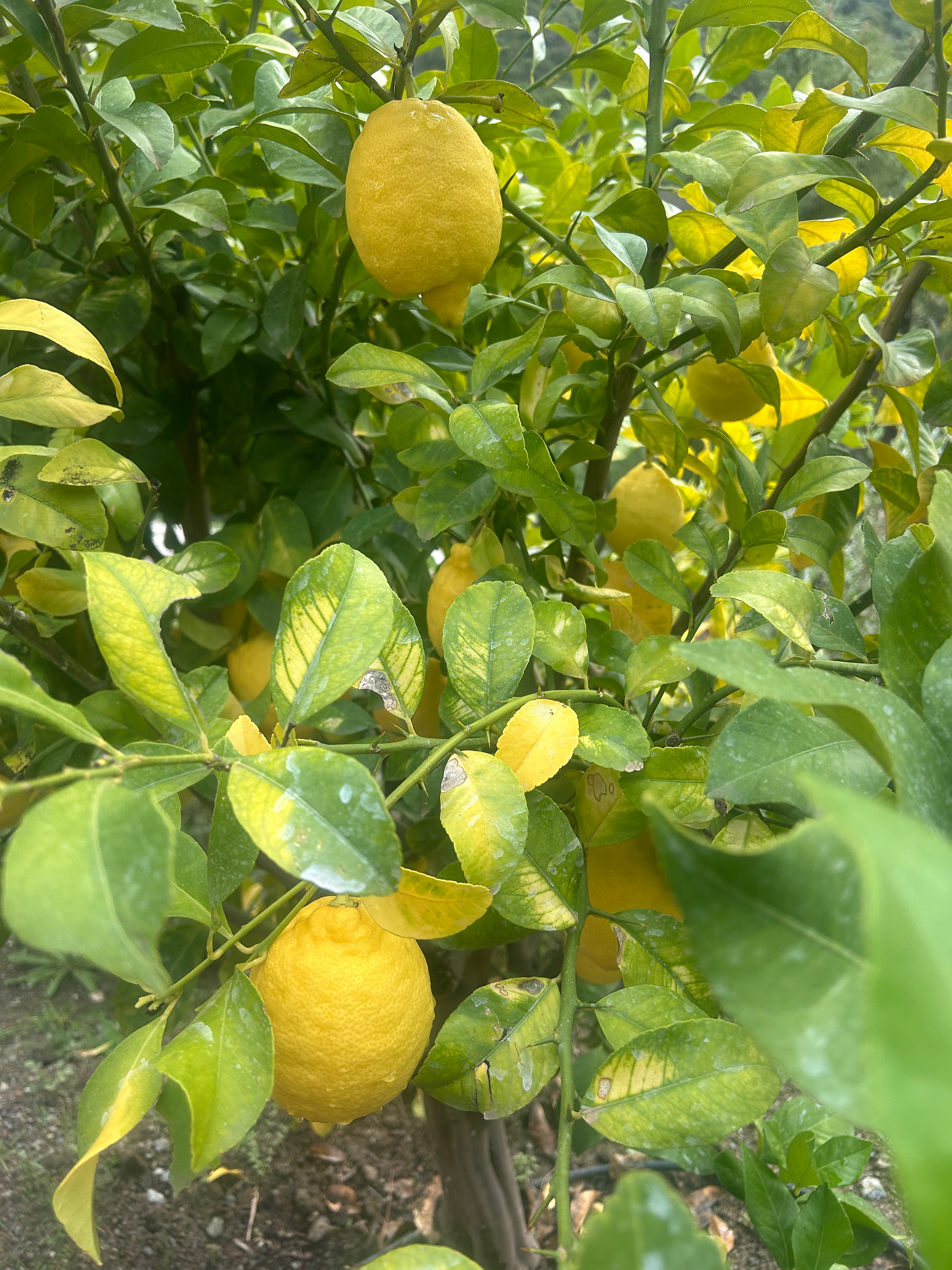 citronnier de la maison K7 a louer a benahavis marbella