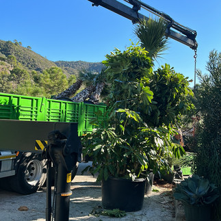 livraison arebres tropicaux vivero guzman malaga