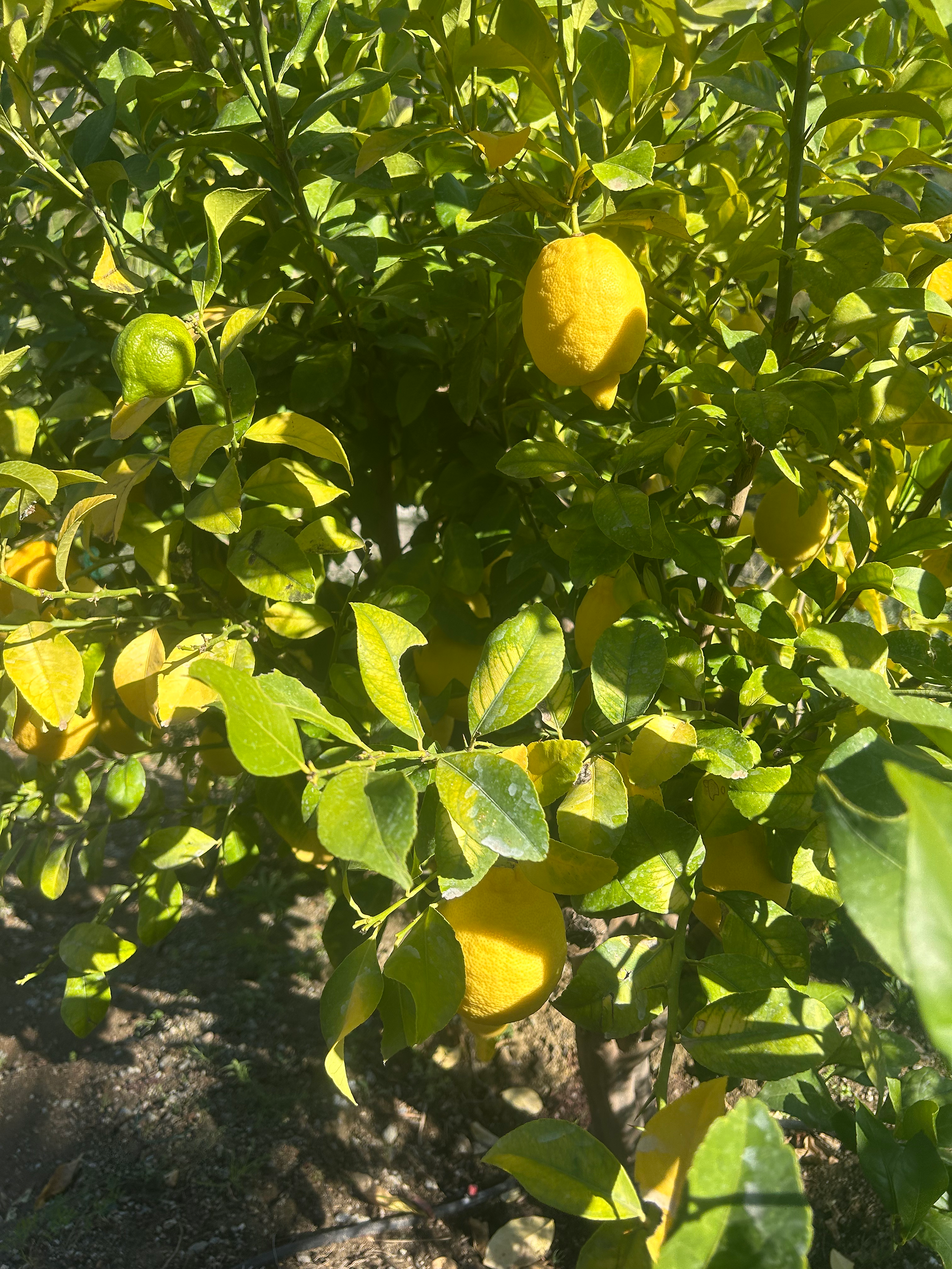 citronnier a benahavis