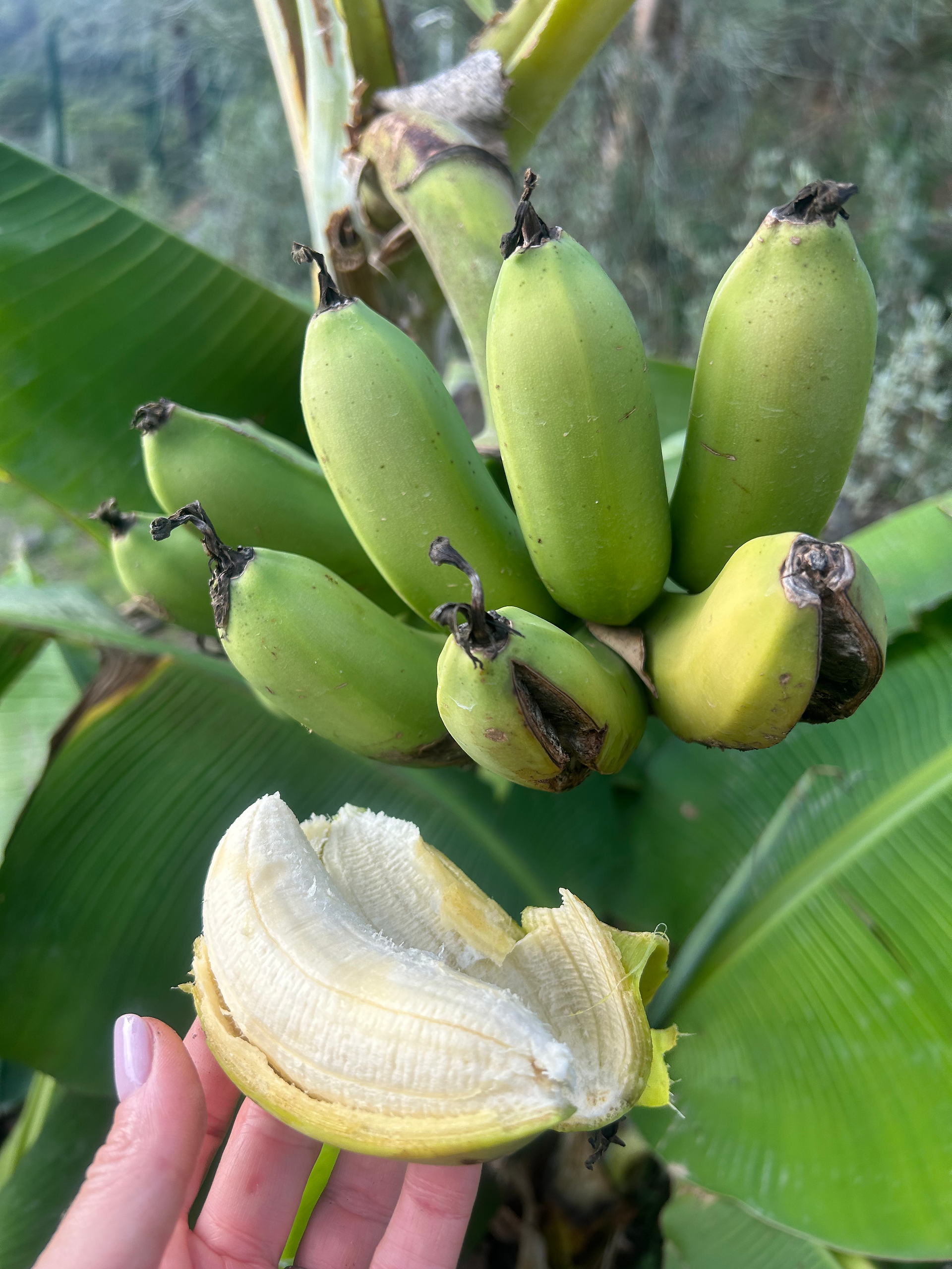 bananes en andalousie