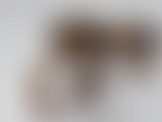 L' HABITAT DEL GECO LEOPARDINO (Eublepharis macularius)