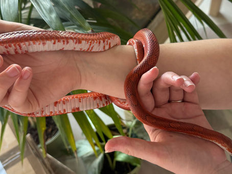Pantherophis guttatus