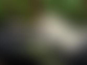 SCHEDA DI GESTIONE PYTHON REGIUS (pitone reale)