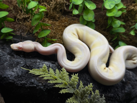 SCHEDA DI GESTIONE PYTHON REGIUS (pitone reale)