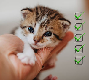 Pet Fact Files Website (7).jpg