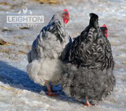 Cuckoo and Lavender Orpington