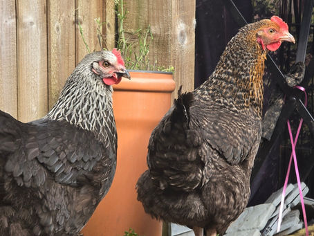 Chicken Therapy!!
