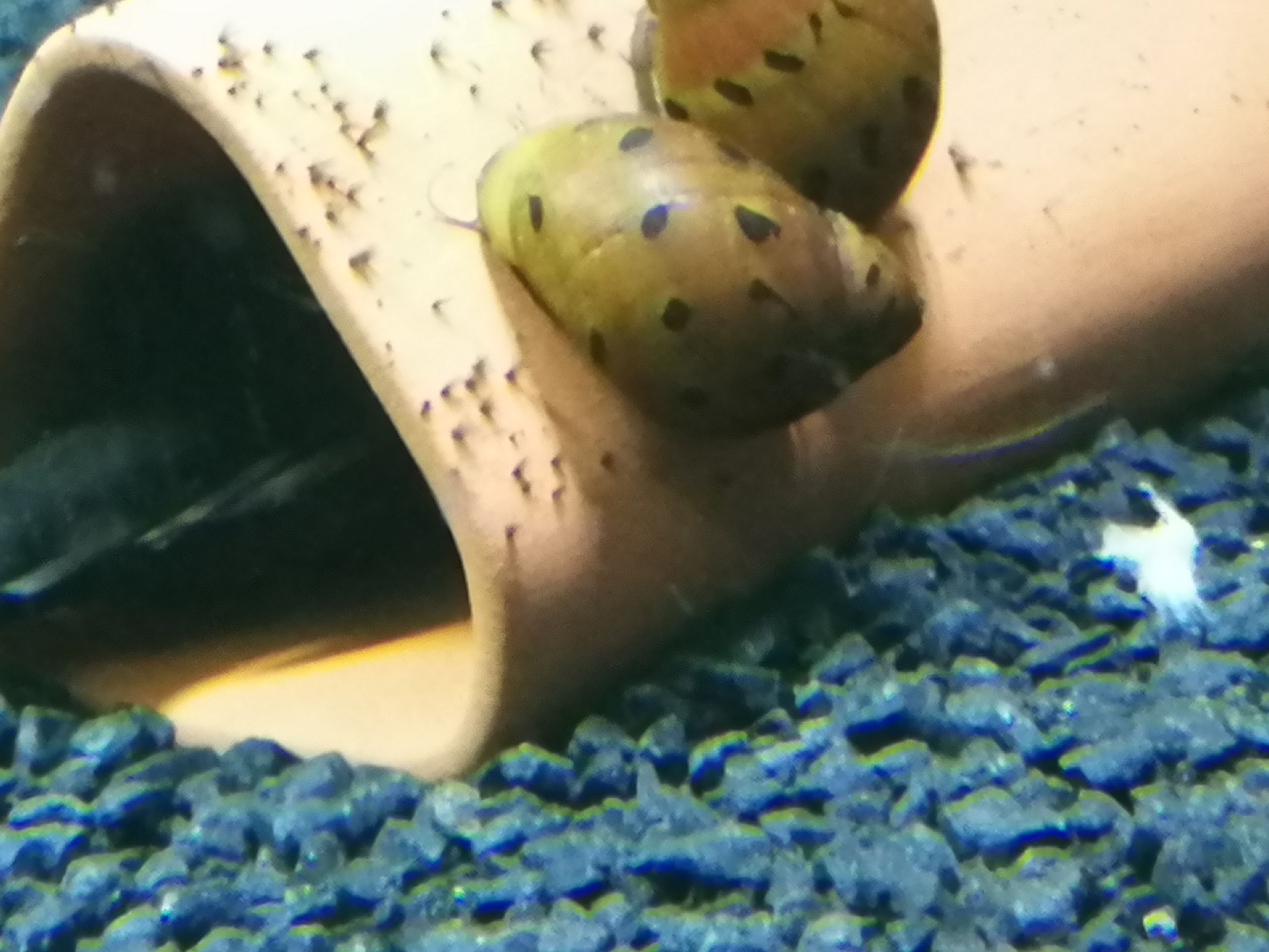 Nerite Snail