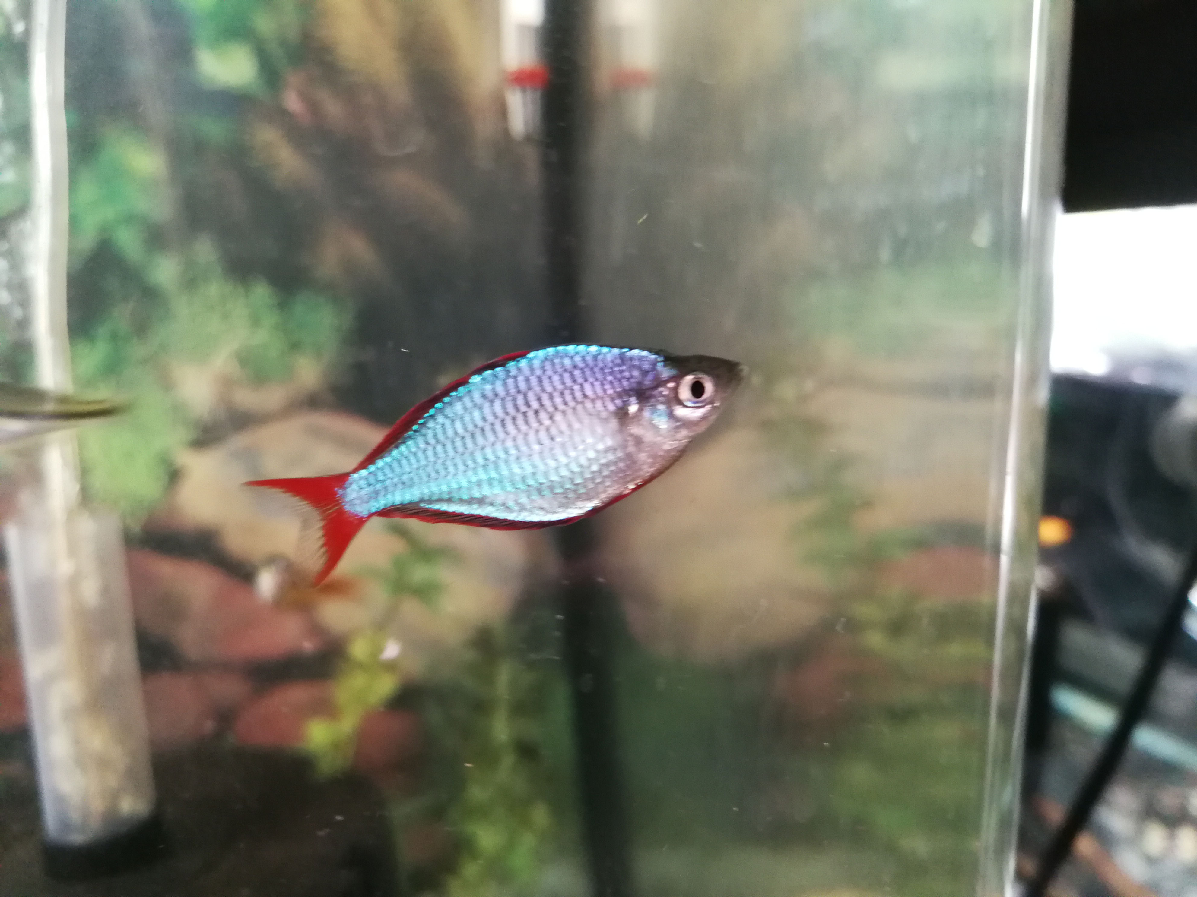 Praecox Neon Blue Rainbowfish 