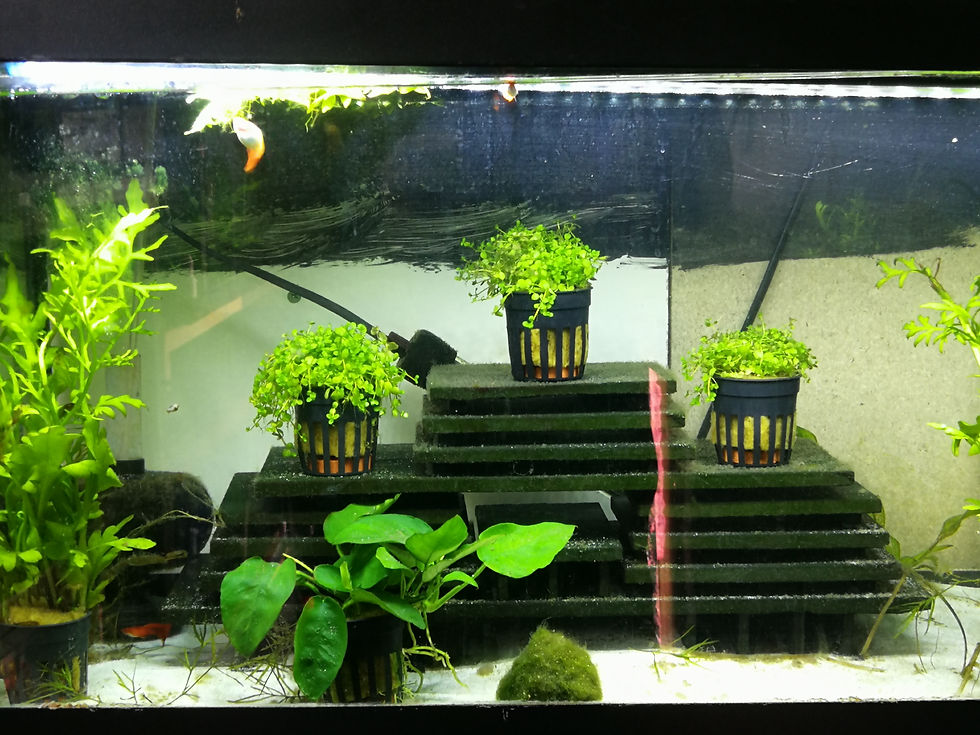 Thumbnail: Various Plants 