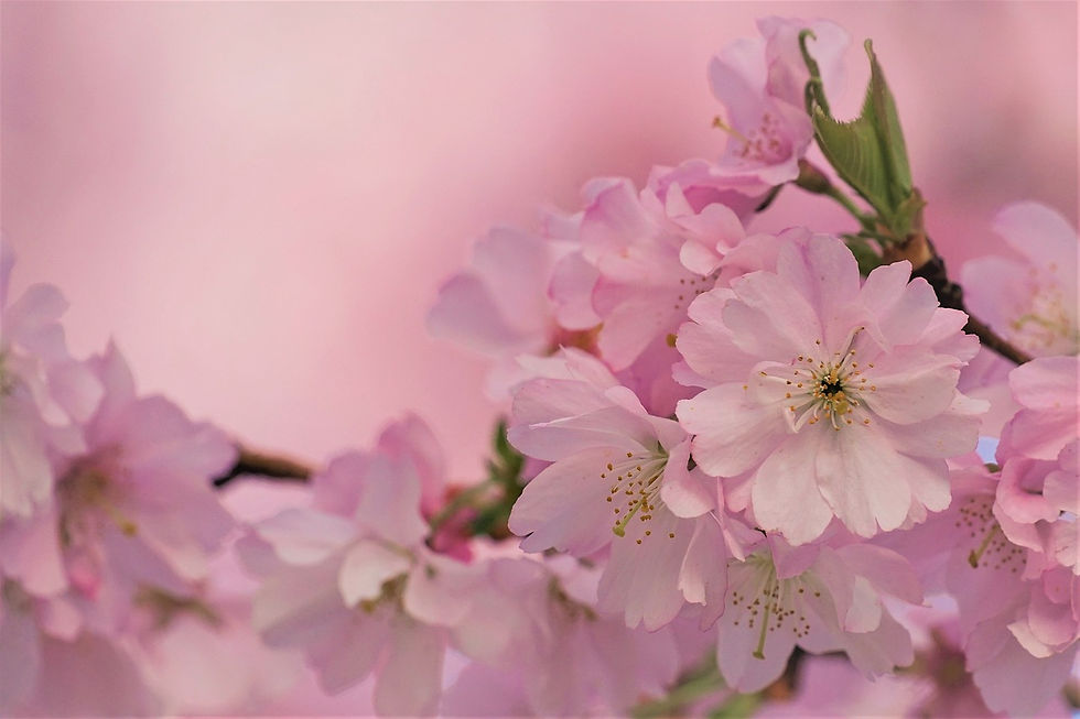 cherry-blossom-6187453_1280.jpg
