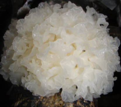 PhytoIN Glucan