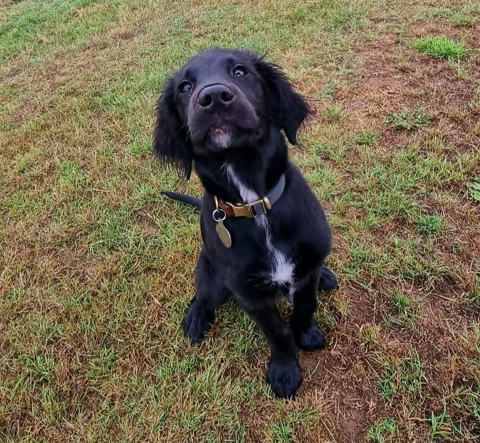 Puppy Training- The Right Kind of Socialisation