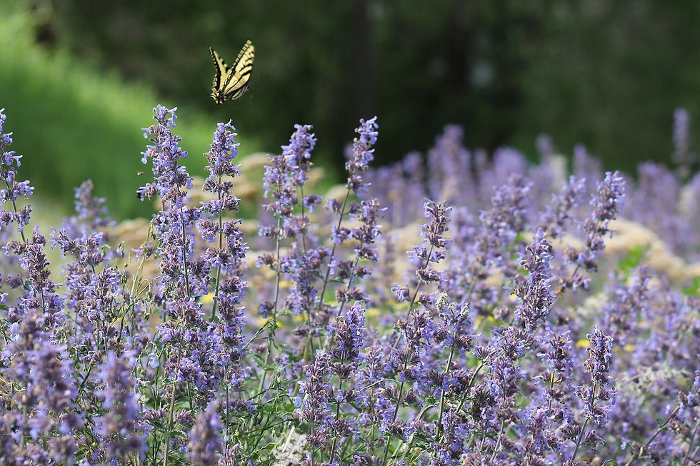 lavender-271982_1280.jpg
