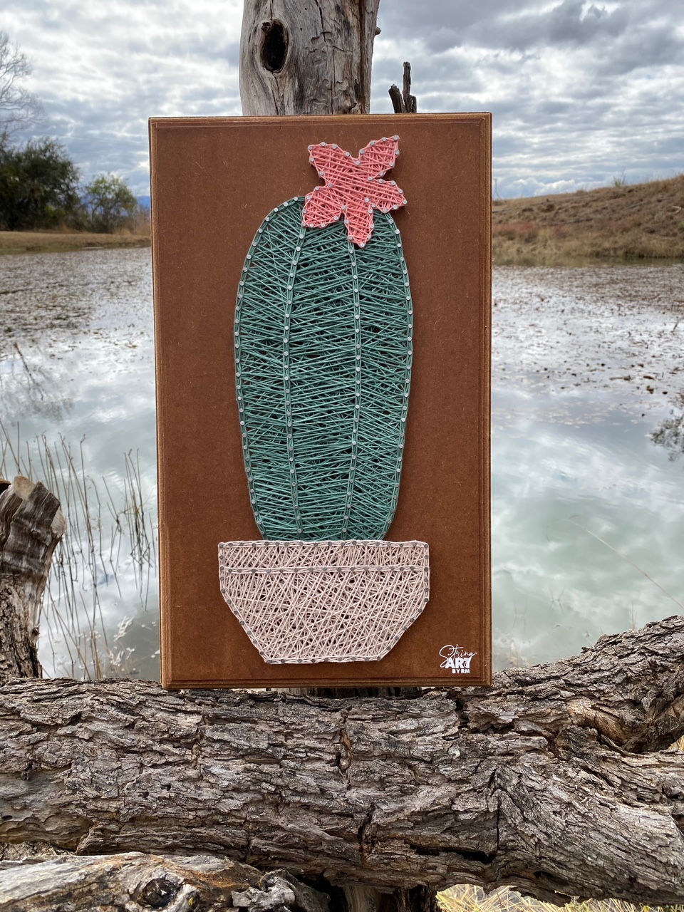 Succulent Cactus