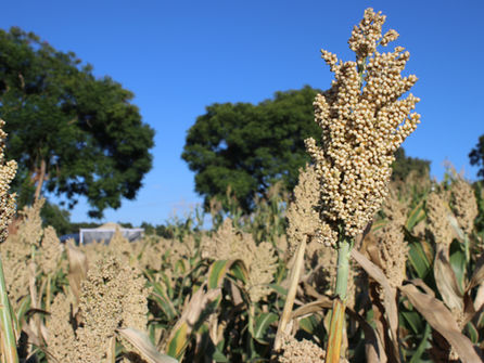 Cholwe (ZSV 108): A PPB Sorghum Variety for Resilient Food Systems