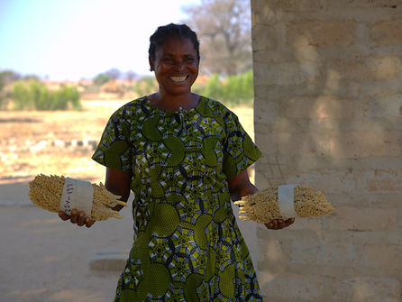 Champion Farmer Demonstrates the Benefits of Agroecology in Chirundu