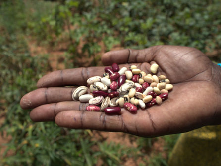 Importance of Seed Saving for Climate Resilience
