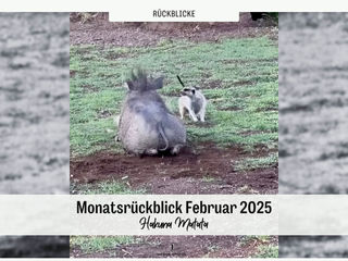 Monatsrückblick Februar 2025: Hakuna Matata