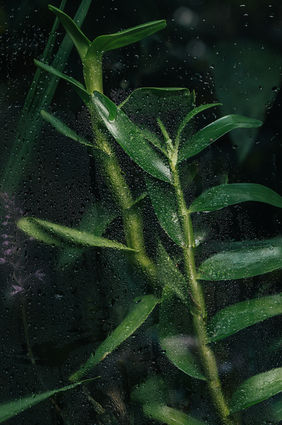 Dew collects on tender stems, turning light into texture.
A fragment of stillness between inside breath and outside air.
Photo by Aneta Ježková, from the Life Behind Glass series.
