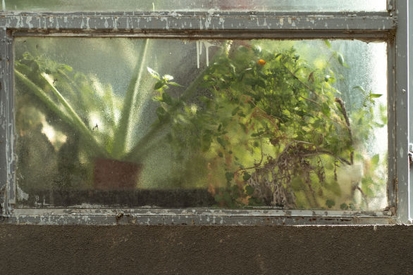 Fogged glass window with green houseplants and diffused light — photograph from the series Life Behind Glass by Aneta Ježková, exploring intimacy and distance through domestic stillness.