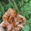 Thumbnail: Tangerine Quartz Cluster 