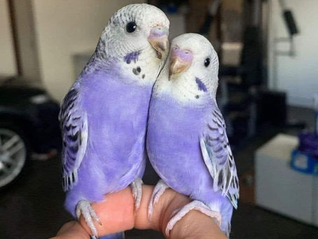 INTJ vs ENTP (golden pair) 🧑🤝🧑