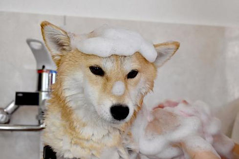 柴.jpeg
