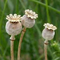 poppy seed heads