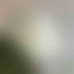 Paper white narcissi