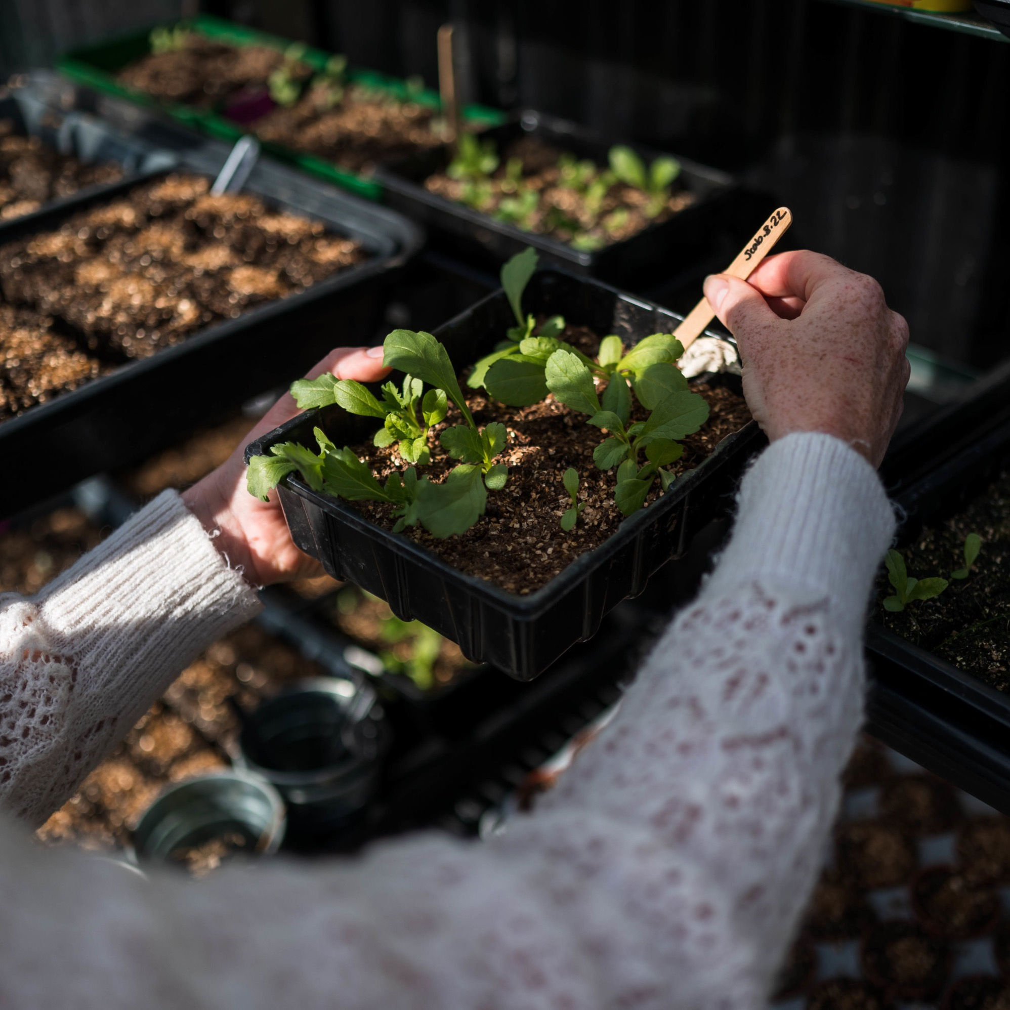 Seedlings - British flower farm
