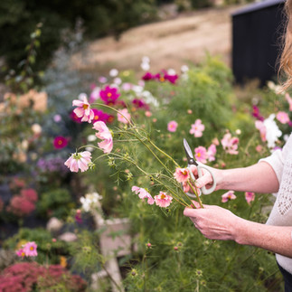 Apricotta cosmos from local flower farm