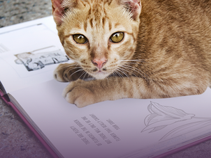 Dicas de livros com gatos e sobre gatos