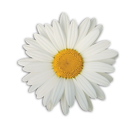 Daisy Logo