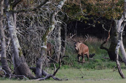 Cerf élaphe - Maître de la queue d'étang..