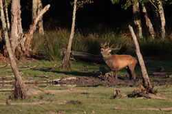 Cerf élaphe - Souille.