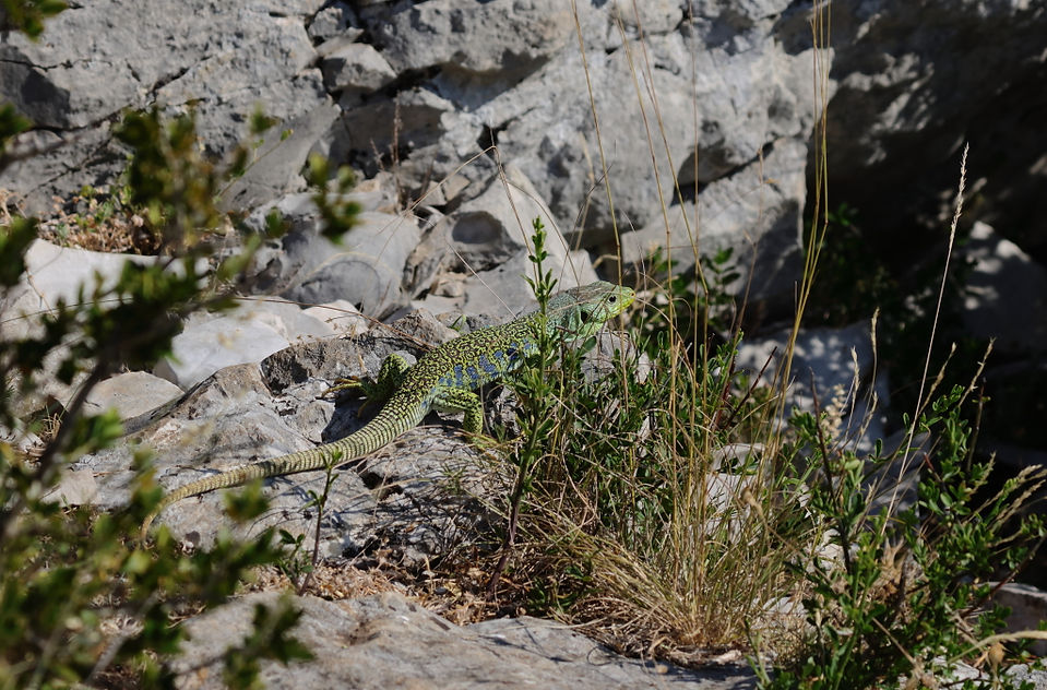 Lézard ocellé