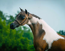 Painted H Ranch Miniature Horses