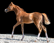 2020 Foal 4.jpg
