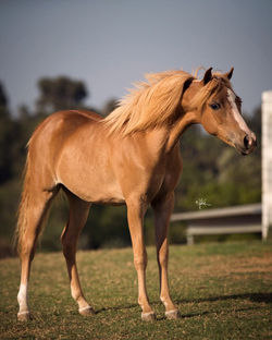 PHR Champagne Toast 4