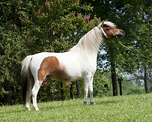 Painted H Ranch Miniature Horses