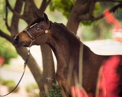 LM Hawks Patina Star