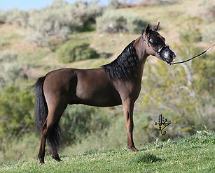 Painted H Ranch Miniature Horses