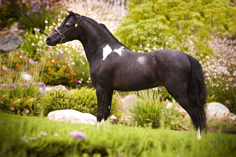 Painted H Ranch Miniature Horses Stallions