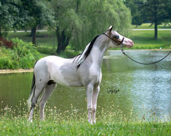 Carefree's Blue Bayou