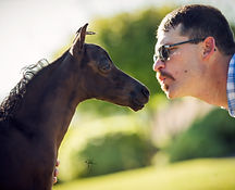 Painted H Ranch Miniature Horses