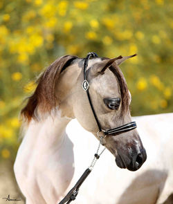 PHR Magnified to the Max