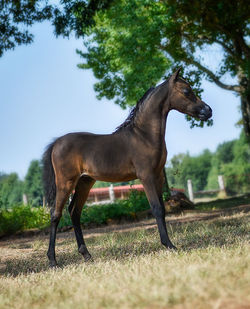 LM Hawks Mandalay Bey Baby Pic